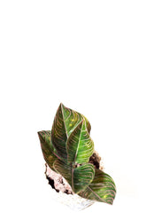Aglaonema rotundum sp. Aceh